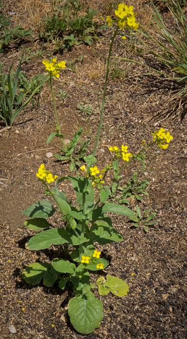 Bitter Winter Cress 1.jpg